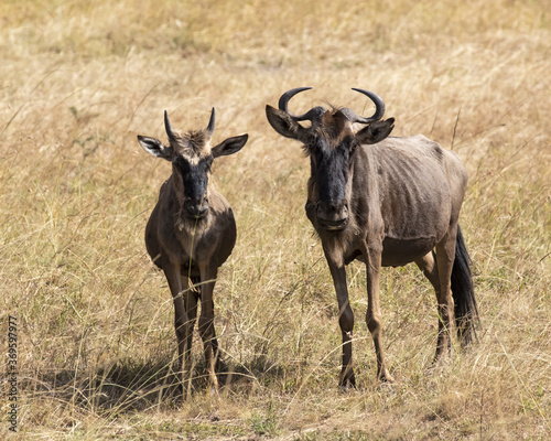 wildebeest mother and calf standing in the long grass