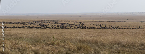 large wildebeest herd grazing in the savannah