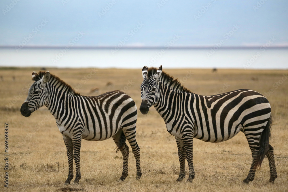Obraz premium zebra pair standing in the grass