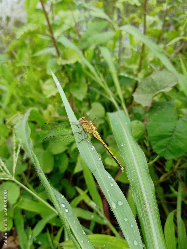 Beautiful yellow color dragonfly closeup photo Beautiful yellow color dragonfly closeup photo