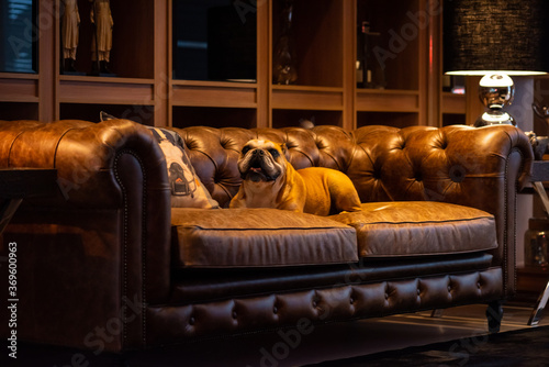 Bulldog dog on a brown leather couch at a