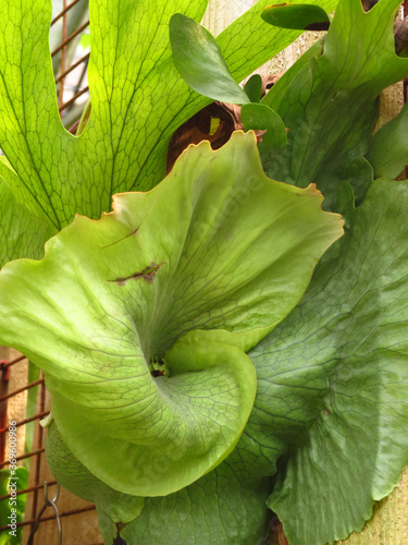 Selective focus shot of a Platycerium plant blooming in the garden photo