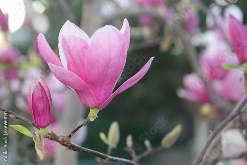 Pink Chinese magnolia or Saucer magnolia growing in a garden