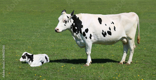 Beautiful shot of black and white dairy cow in the field