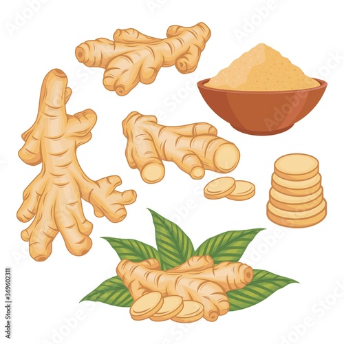 Ginger vector set illustration with ginger powder
