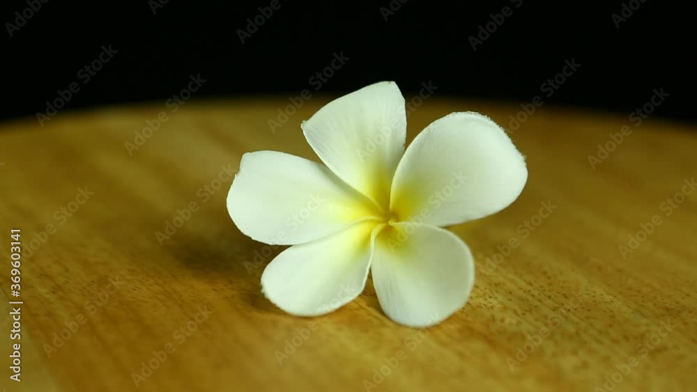 Plumeria flower on the table, in studio Chiangmai Thailand Plumeria flower on the table, in studio Chiangmai Thailand