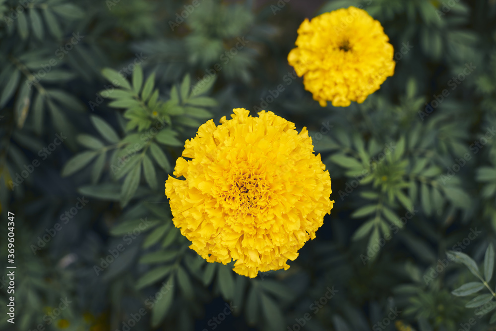 marigold is a beautiful yellow flowers