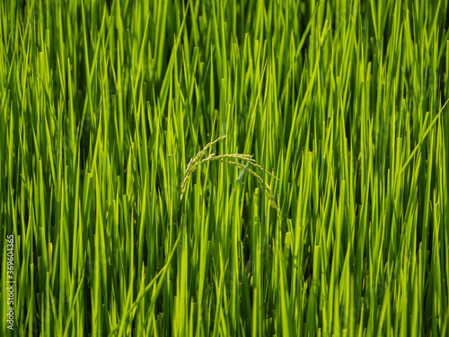 Rice fields in the morning Refreshing