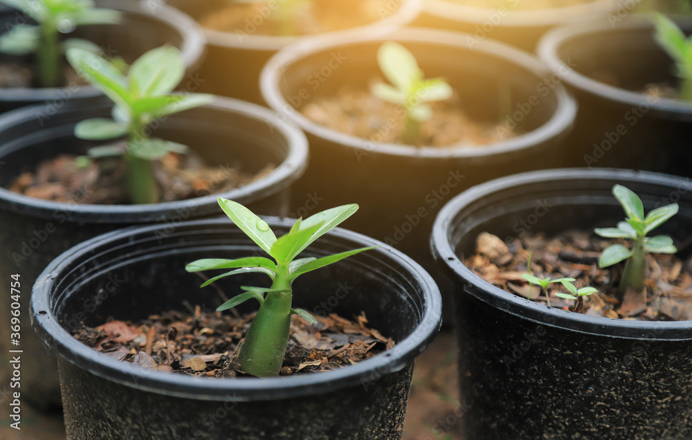 growing young sprout tree of Adenium in farm growing young sprout tree of Adenium in farm