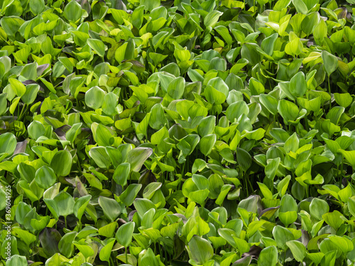 Wallpaper Mural Water hyacinth is a weed that propagates very quickly. Torontodigital.ca