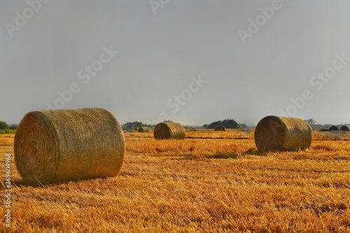 Golden fields with mown wheat and round haystacks against Gray stormy sky and forest