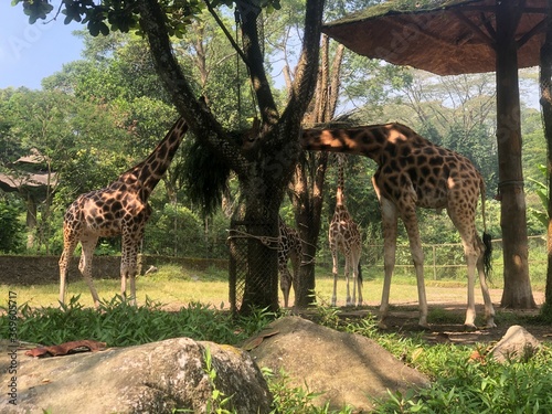 Lunch of The Giraffe Family