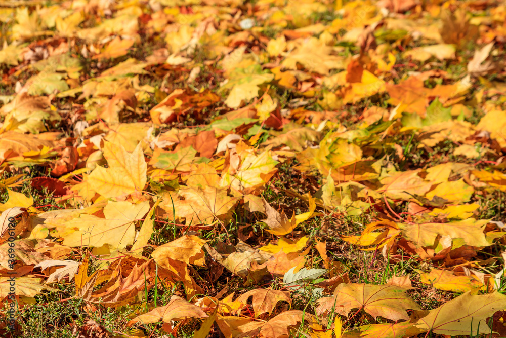 Background of the autumn maple leaves Background of the autumn maple leaves