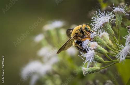 Close up image of bumblebees sucking flowers nectar while flying