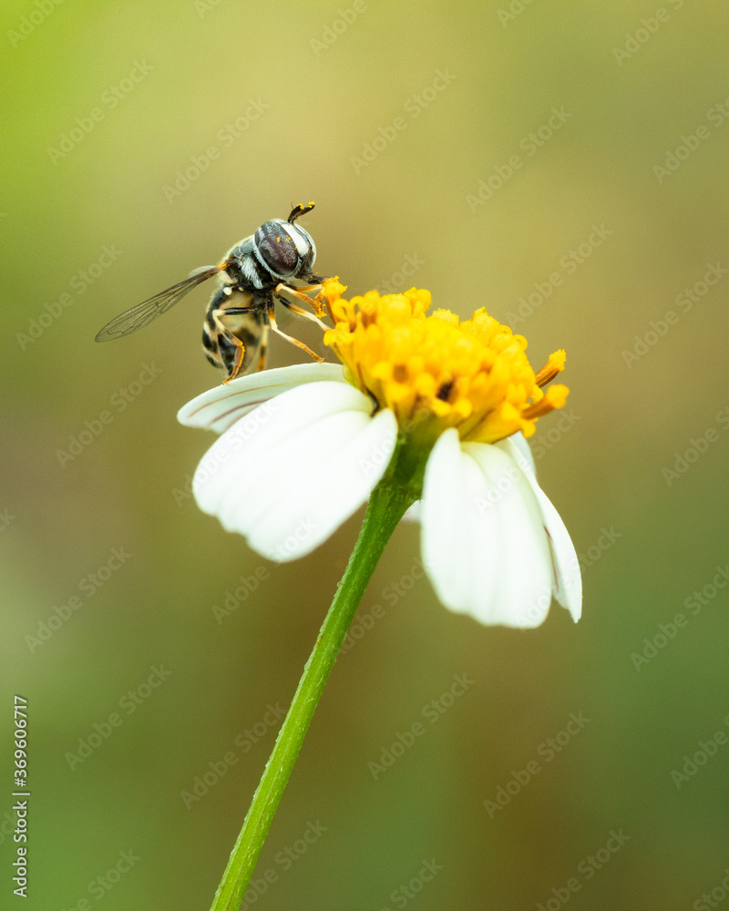 Close up of an insect sucking nectar on a flower Close up of an insect sucking nectar on a flower