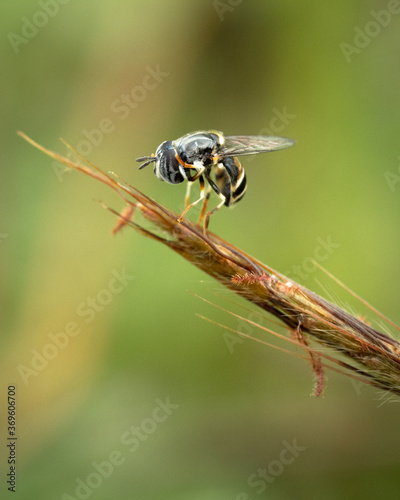 Close up image of insect resting on grass