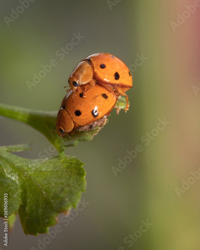 close up of a pair of ladybugs are mating on leaves