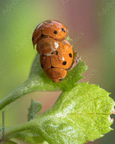 close up of a pair of ladybugs are mating on leaves