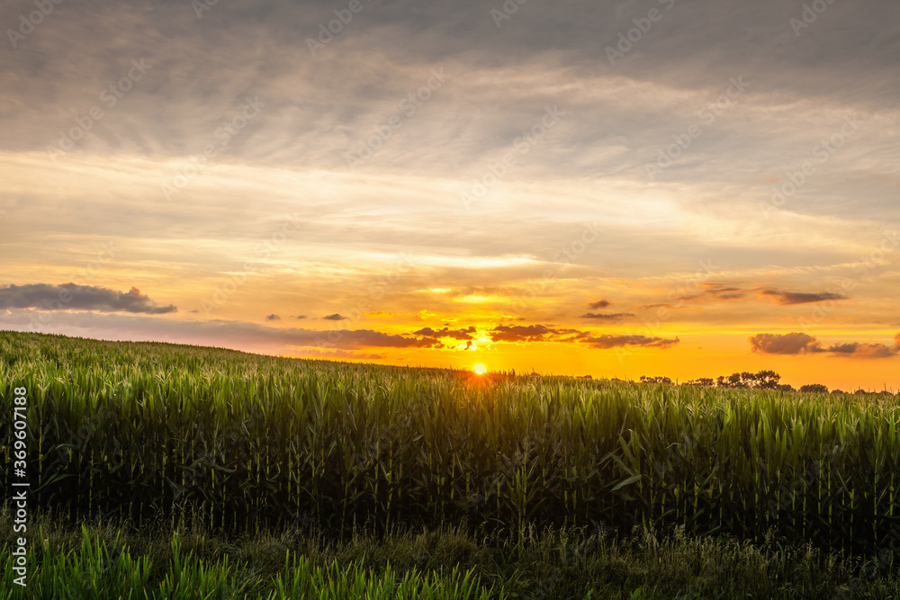 Sun setting over corn fields