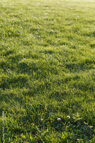 Fresh green lawn and grass on a sunny day at summer, viewed from the front. Shallow depth of field, focused on front.