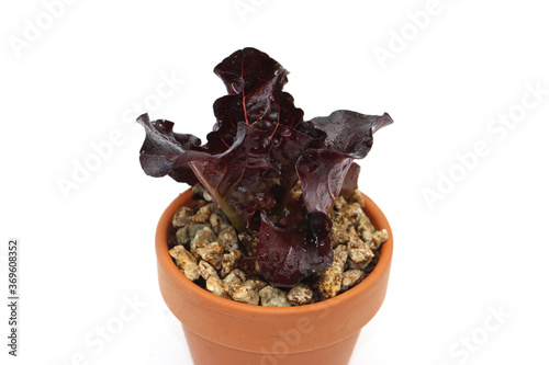 a variety of fresh lettuce seedlings photo