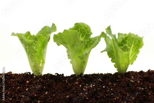 a variety of fresh lettuce seedlings