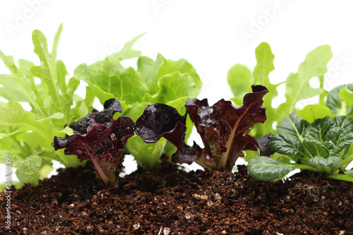 a variety of fresh lettuce seedlings photo
