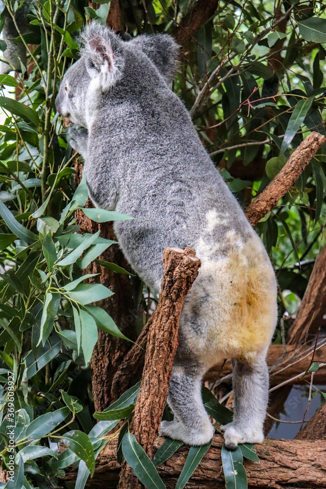 Obraz premium Eating Koala