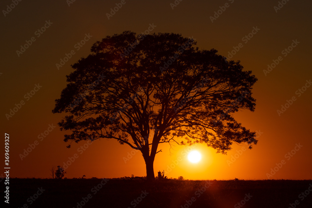 árvore solar 