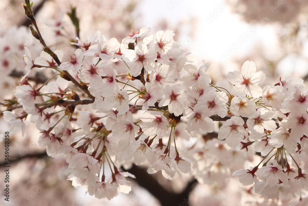 pink cherry blossom pink cherry blossom