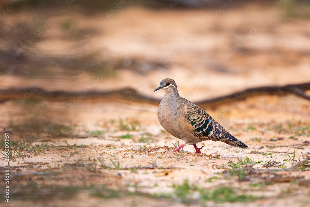 A Common Bronzewing (Phaps chalcoptera). A medium-sized, heavily built pigeon with a clear white line below and around the eye and patches of green, blue and red in the wing. A Common Bronzewing (Phaps chalcoptera). A medium-sized, heavily built pigeon with a clear white line below and around the eye and patches of green, blue and red in the wing.