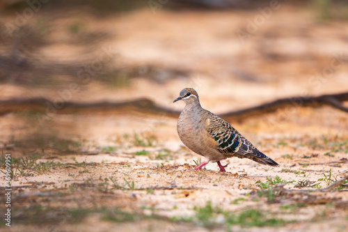 A Common Bronzewing (Phaps chalcoptera). A medium-sized, heavily built pigeon with a clear white line below and around the eye and patches of green, blue and red in the wing.