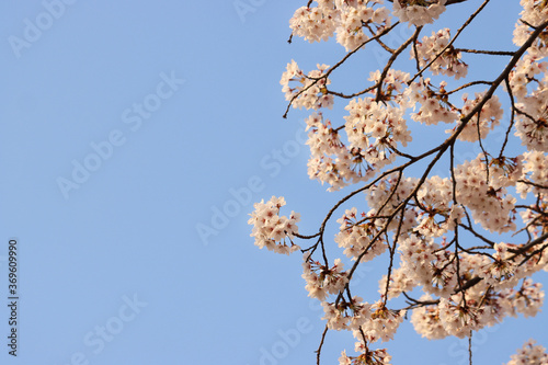 pink cherry blossom