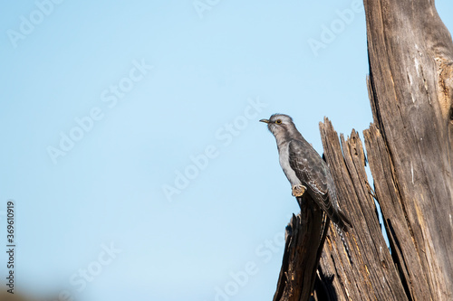 A medium sized brown bird perched on a branch. Pallid Cuckoo (Cacomantis pallidus)