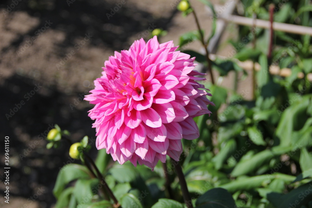 Obraz premium 鮮やかなピンク色のダリア