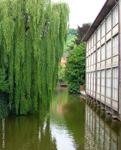 Esslingen Canal Willow
