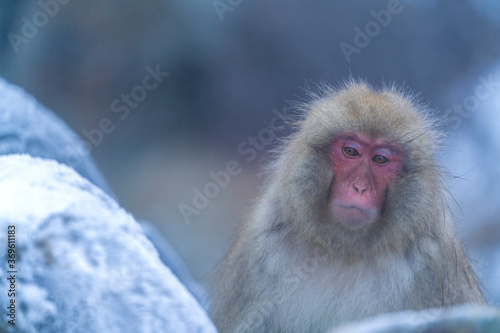 Wild Japanese macaque (Macaca fuscata) or Snow Monkey © mrpeak