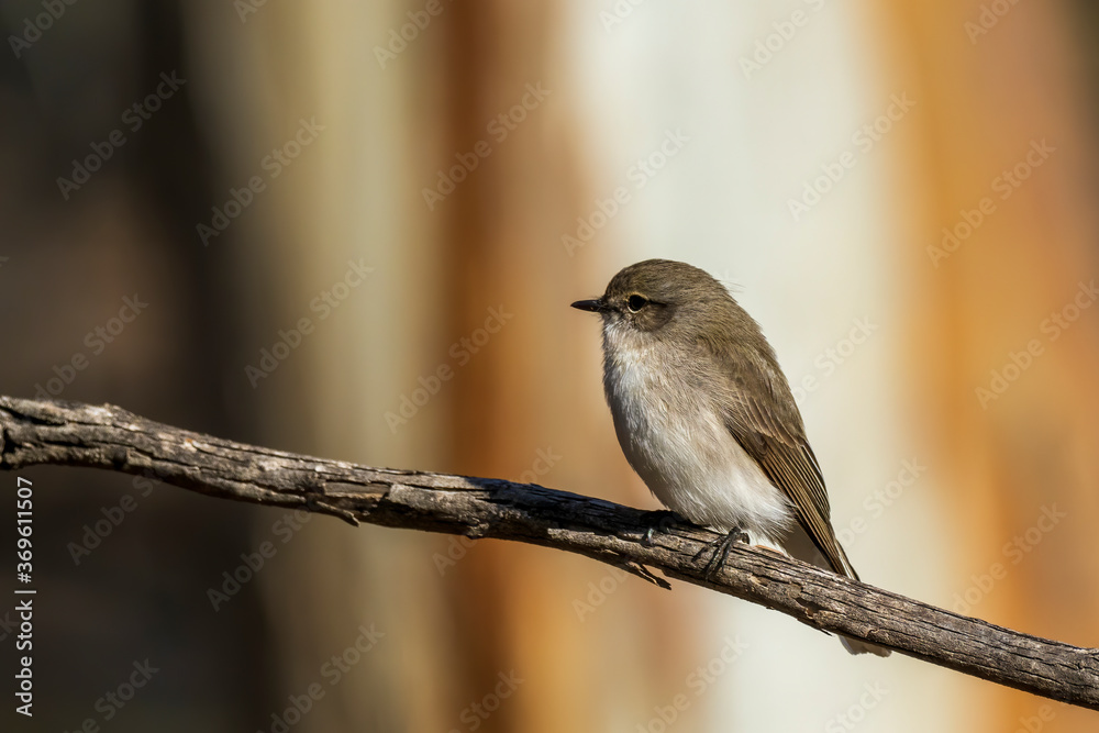 Jacky Winter (Microeca fascinans) is a small grey-brown robin with a faint pale eye-line and white underbody Jacky Winter (Microeca fascinans) is a small grey-brown robin with a faint pale eye-line and white underbody