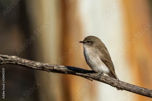 Jacky Winter (Microeca fascinans) is a small grey-brown robin with a faint pale eye-line and white underbody photo