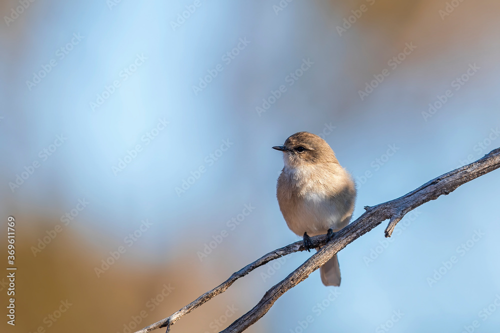 Jacky Winter (Microeca fascinans) is a small grey-brown robin with a faint pale eye-line and white underbody Jacky Winter (Microeca fascinans) is a small grey-brown robin with a faint pale eye-line and white underbody