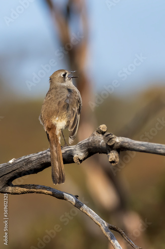 The Southern Scrub Robin is a long-legged songbird found in semi-arid parts of southern Australia. It has a very subtle dark mark through the eye and cheek. Scientific name is Drymodes brunneopygia. photo