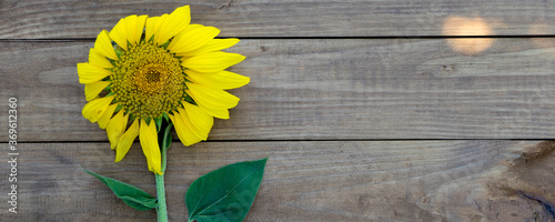 Yellow sunflower on wooden background, close up, copy space.