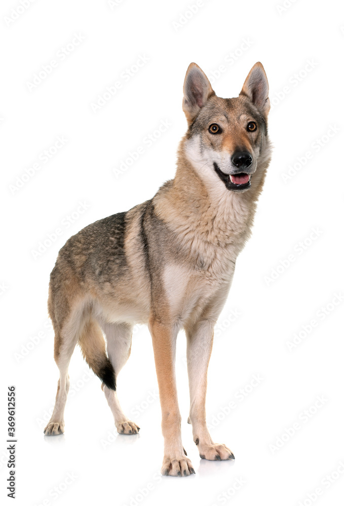 Obraz premium czechoslovakian wolf dog