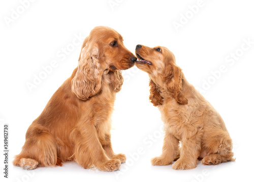 Plakat two cocker spaniel in studio