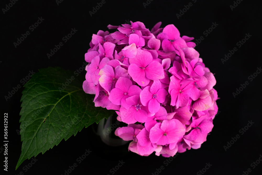 
Lush pink hydrangea flower on a black background.
Close-up.