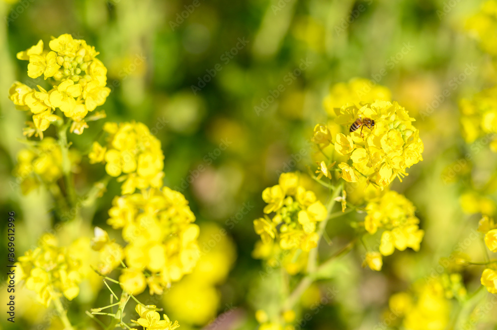 yellow flowers in spring
ミツバチと菜の花 yellow flowers in spring
ミツバチと菜の花