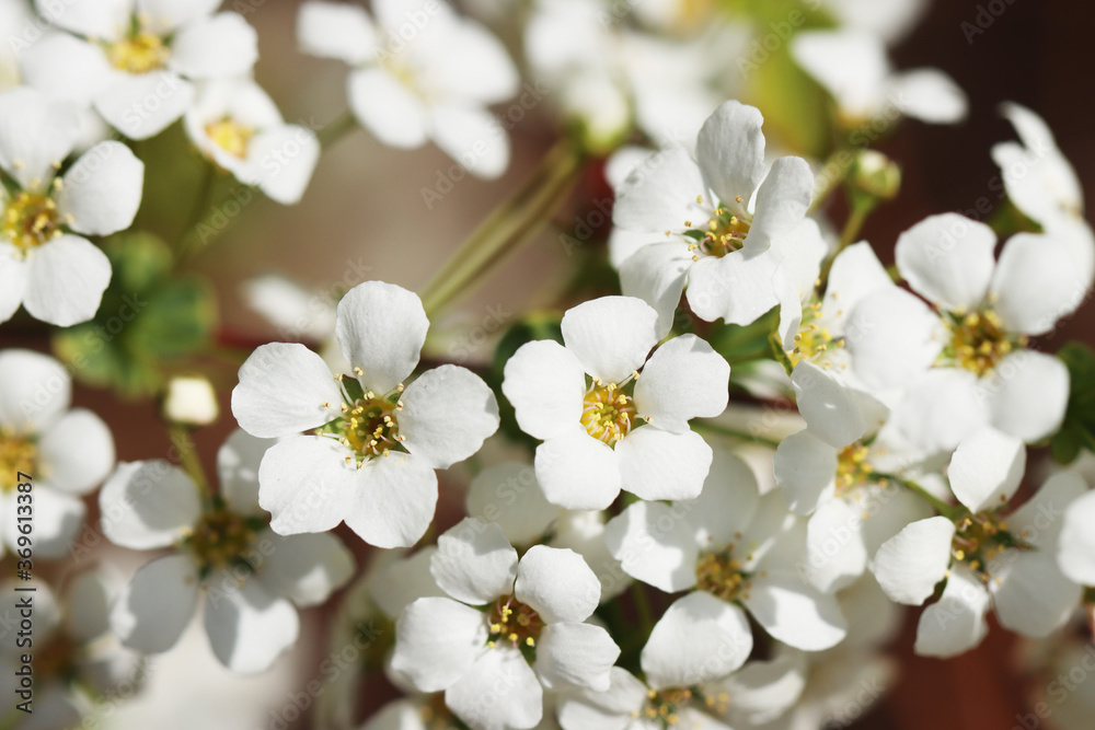 white flowers of a tree