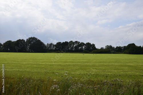 Wide shot of the greenfield in Phoenix Park in Dublin, Ireland photo