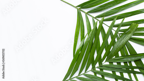 Tropical palm leaves on white background.