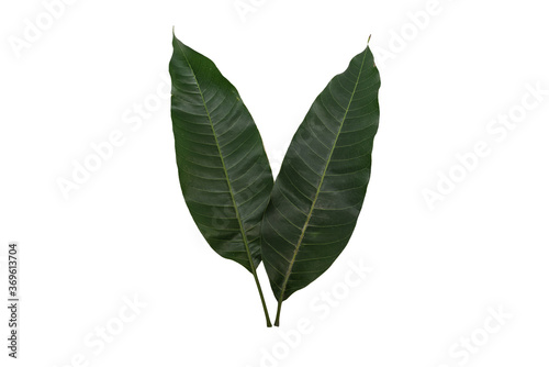 Mango leaves on a white background.